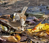 White throated Sparrow